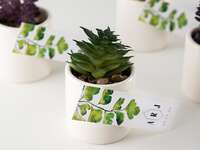 Set of succulents in white planters and personalized monogram tag