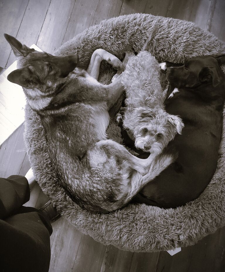 After catching her running through traffic near our home, Keegan brought home a tiny little puppy. We attempted to find her family for several months to no avail. Haiyu, named for the sounds she responded to, quickly stole our hearts and became a part of the family. Atlas and Dover love their tiny 10lb sister!