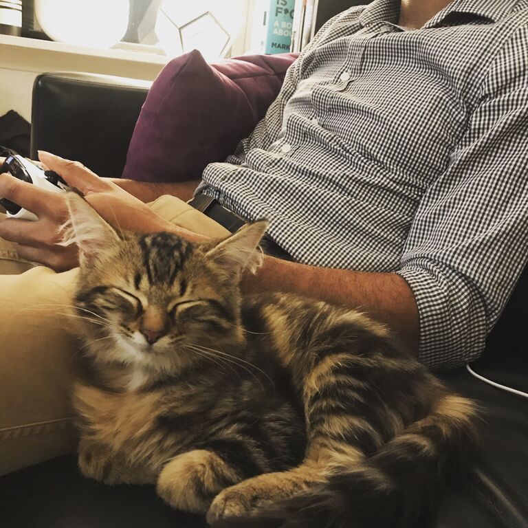 Happy gotcha’ day to our main lil’ dude, Teto, named for Nausicaä’s companion in the movie of the same name. He was found in the back of a truck in Tennessee and brought to NYC by a local rescue, so we joke he might have a Southern accent we can't hear.