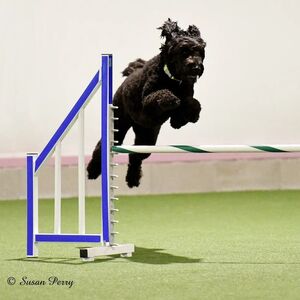 Gallery Photo 20