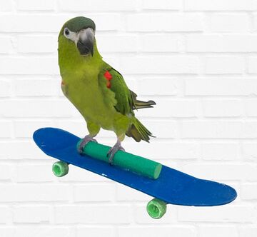 Kiwi, The Skateboarding Parrot - Animal For A Party - Springfield, MO - Hero Main