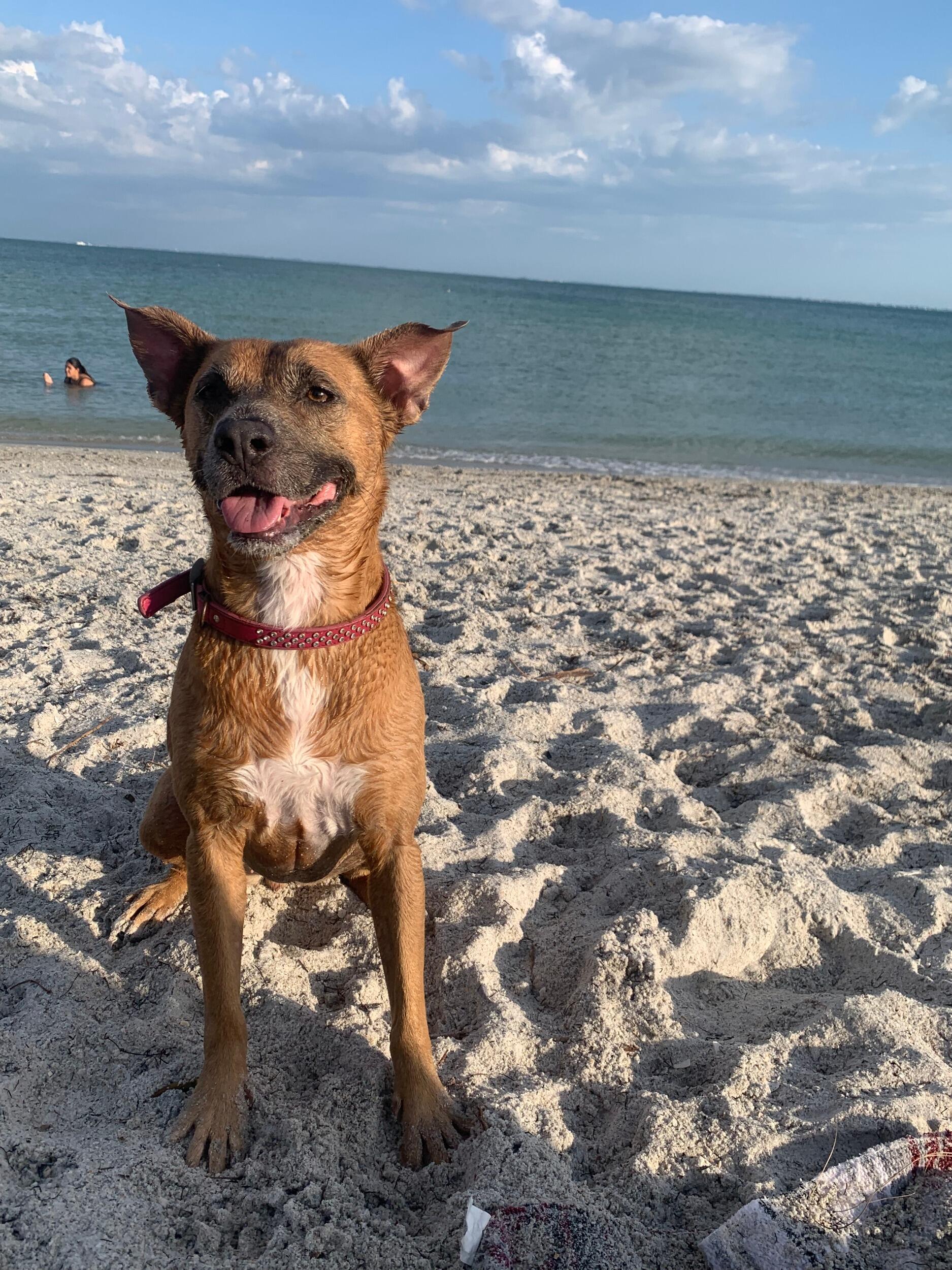 Pennie enjoying her first beach day in our new home - St. Petersburg FL 