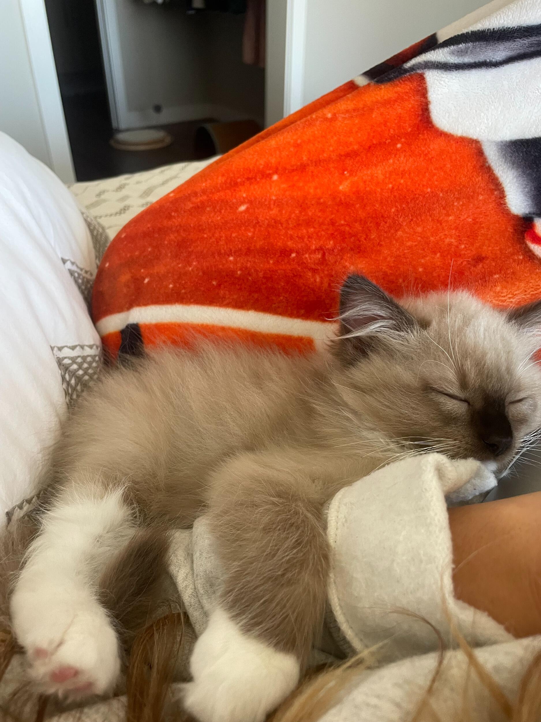 Added a member to our family. Boonie Bean