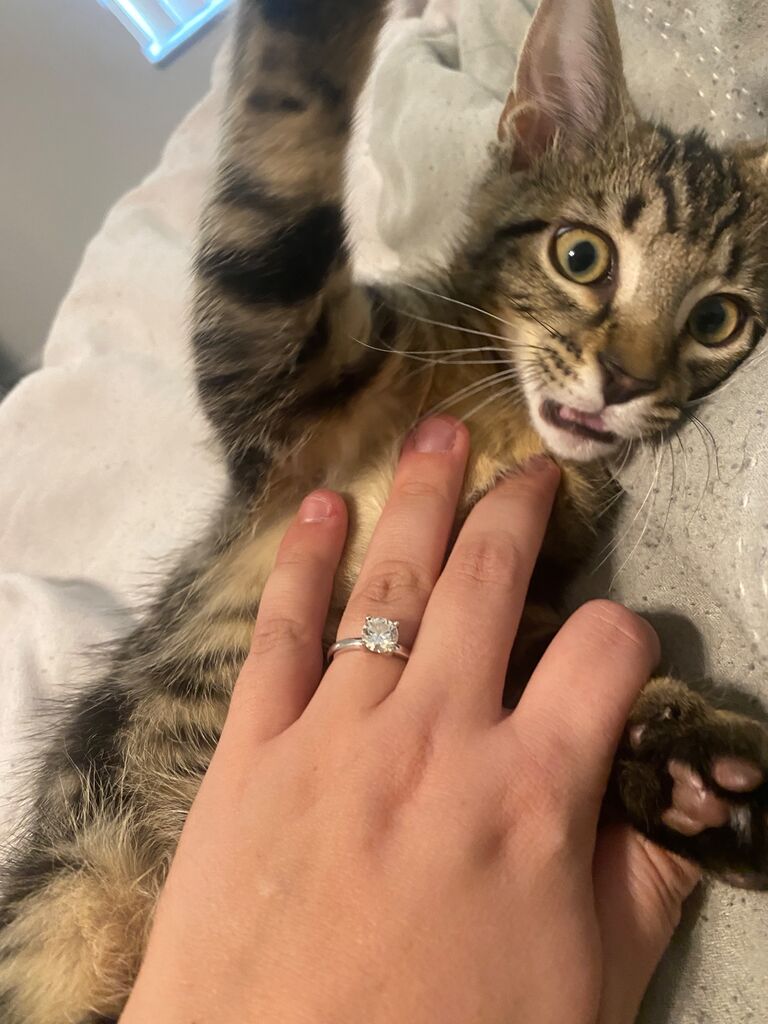 The third and final addition - Moose!