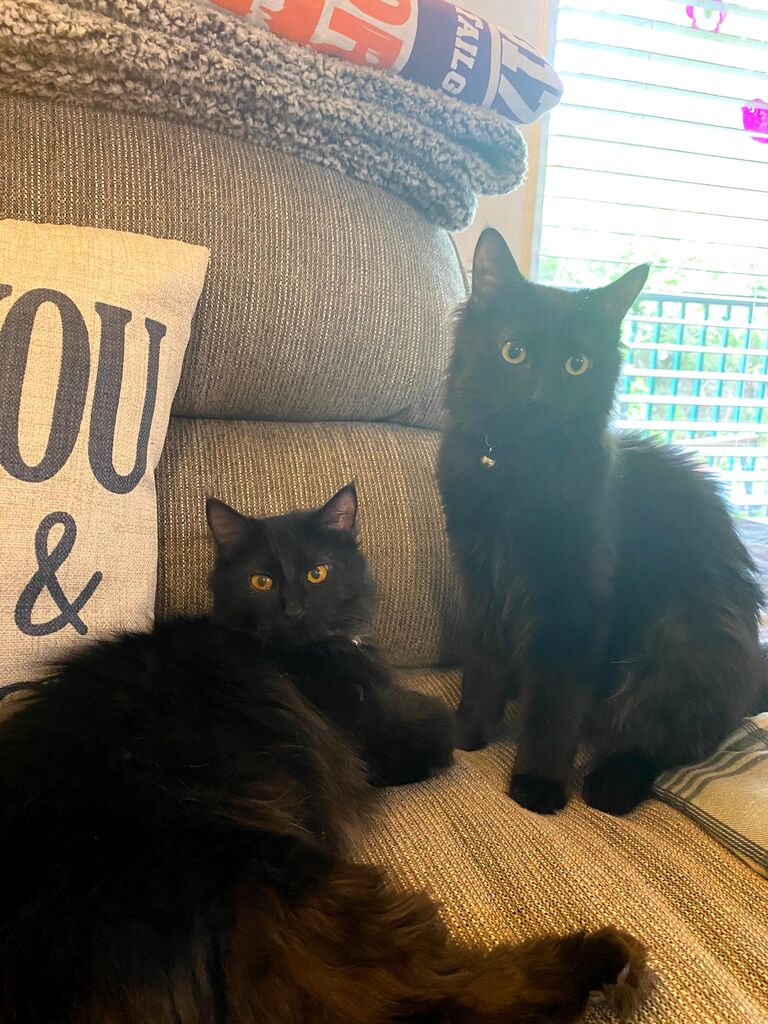 We got our two fur babies, Juju and Raven