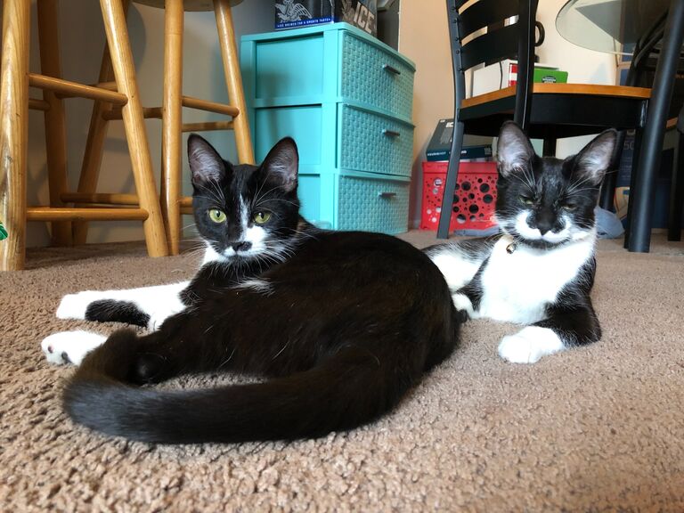 We couldn't have a raccoon so how about a cat?? Layla's (and Breslin's) "gotcha" day <3