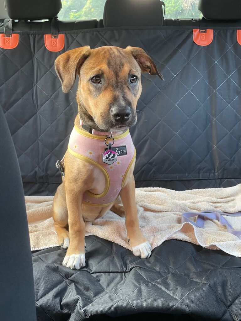 Our baby girl, Harley, joins the crew