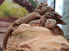 Prehistoric World PA - Reptile Show - Gettysburg, PA - Hero Gallery 3