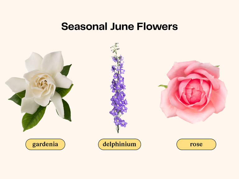 Collage of flowers that are in season for a June wedding.