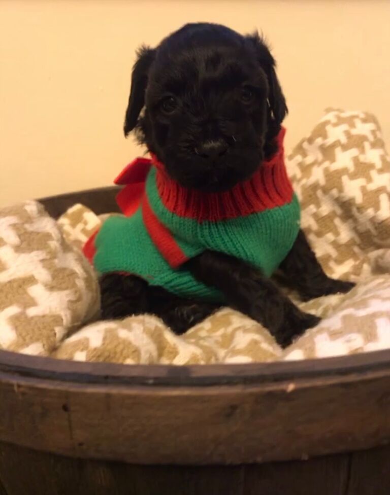 Our family grew by one :)
Nova