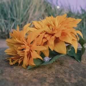 Gallery Photo 23