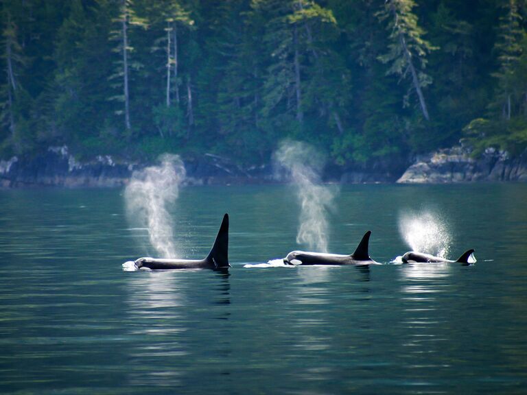 orca whales vancouver island
