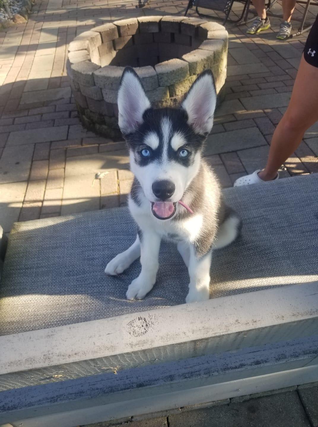 Got our first fur baby; Nova!