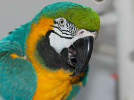 Linda The Parrot Lady - Animal For A Party - Wellington, FL - Hero Gallery 1