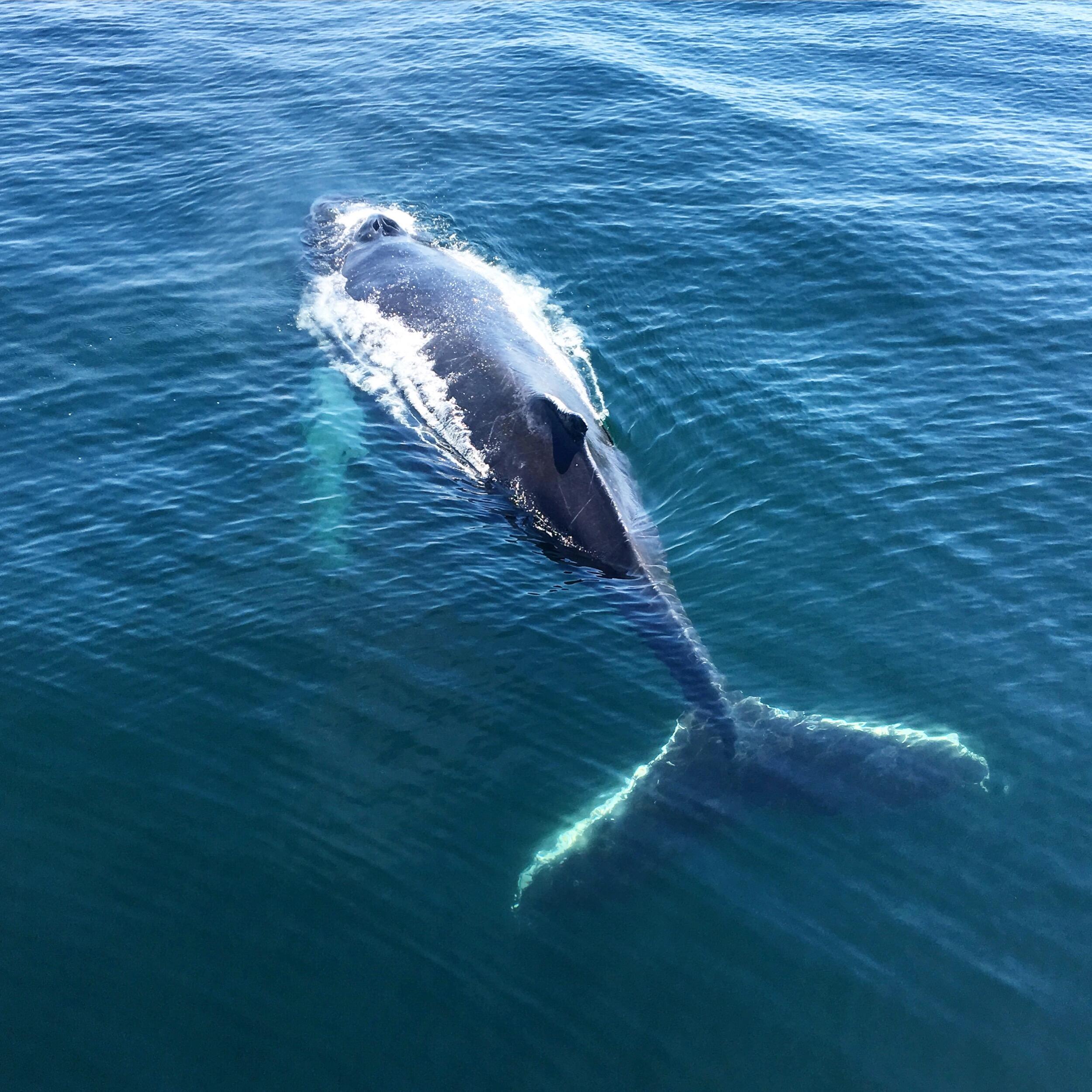 The whales showed up to welcome Andre on his first trip to Cape Cod.