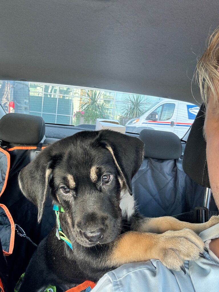 Marina Del Rey, Our Four-legged baby comes home. He hated the back seat. 