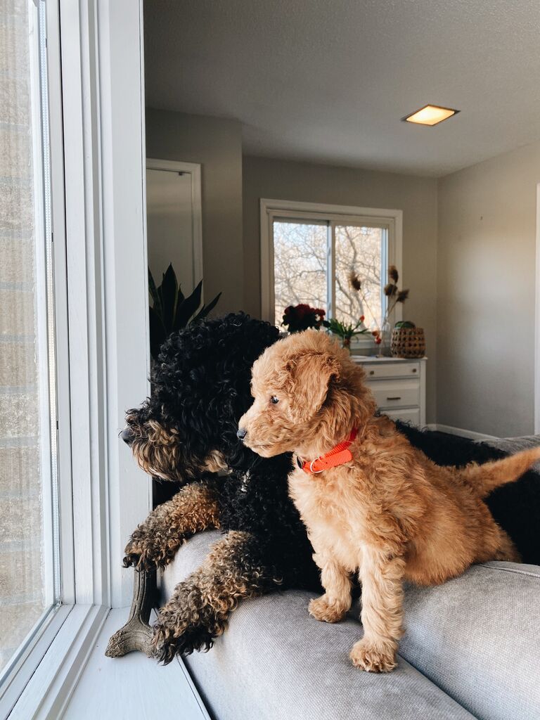 Our sweet Leroy's gotcha day. From this day forward his favorite spot would always be right next to his big sissy Saylor 