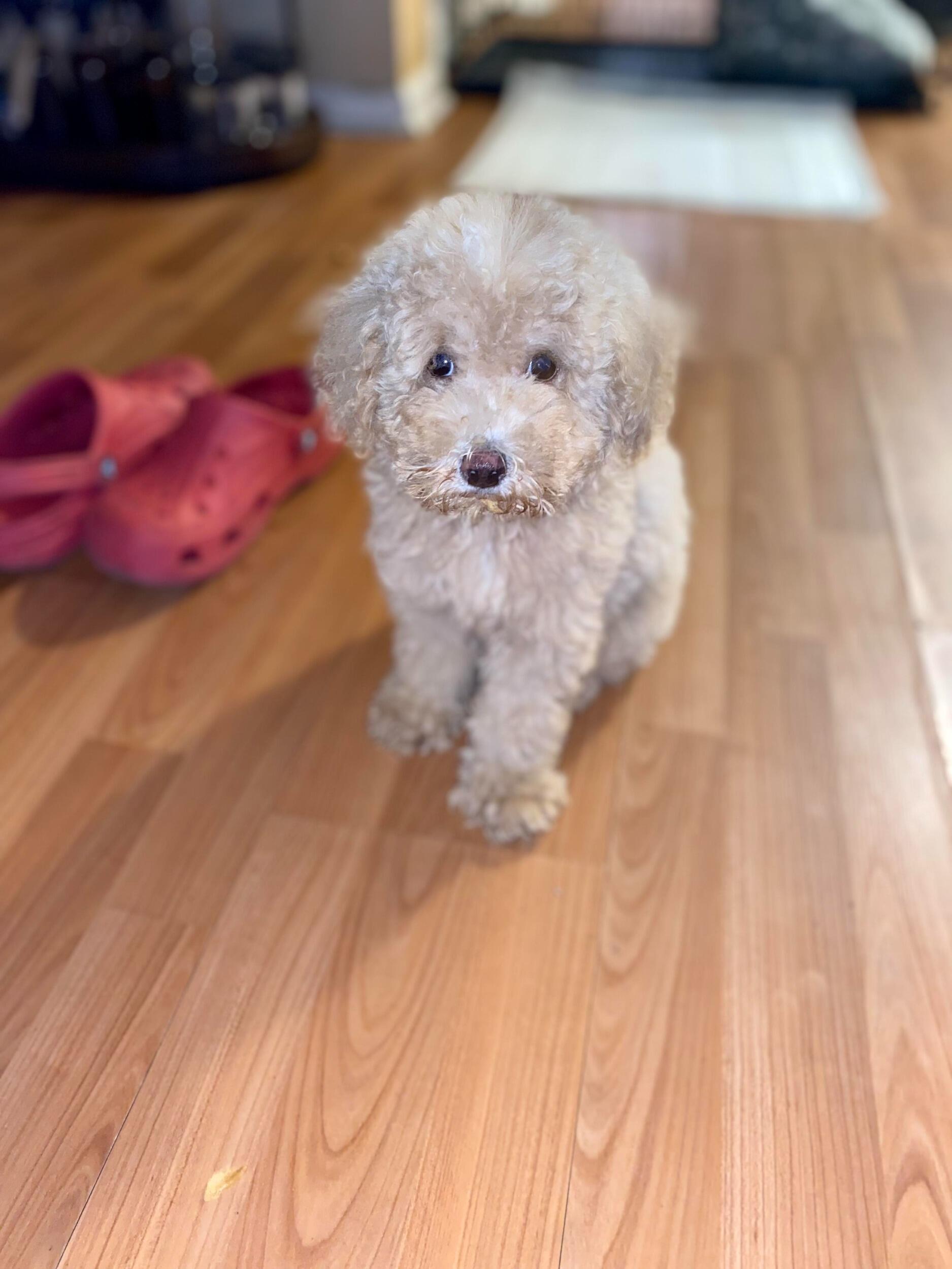 Welcomed Lennox in our family