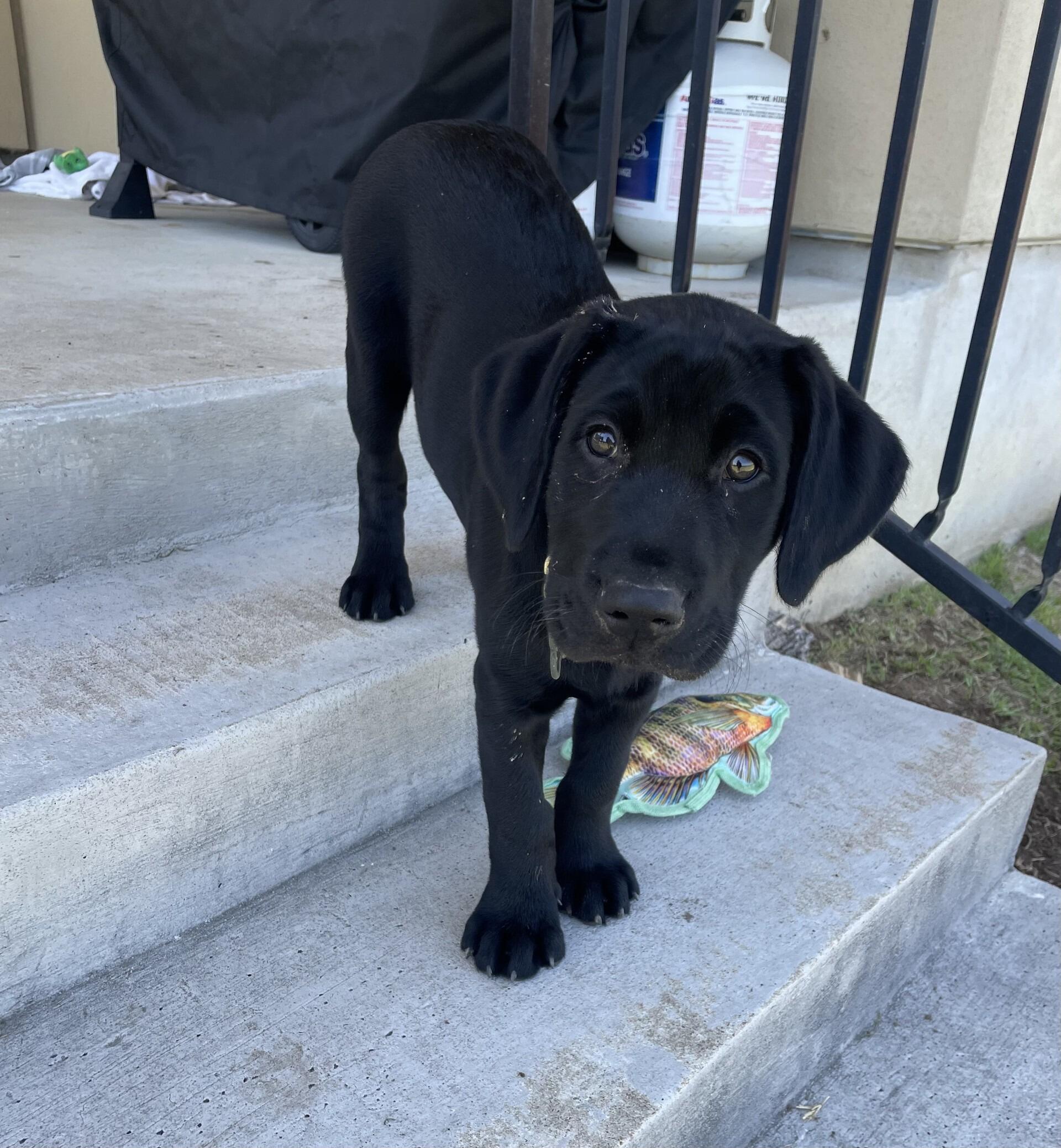 Emily and Sebastian adopted their puppy, Diesel. 