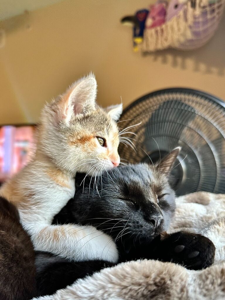 Butter and Toast