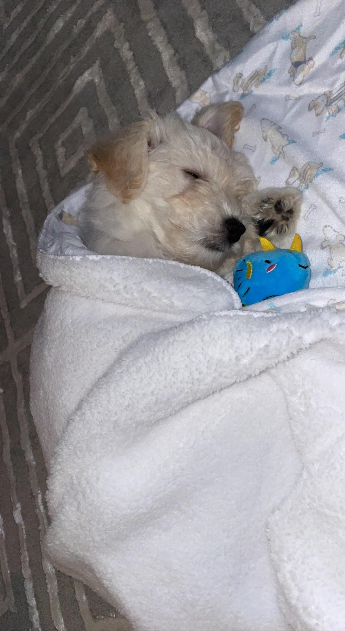 Trey purchased a house so the happy couple moved in together. As if this wasn't enough, they also welcomed their sweet puppy Cashew into the family. 