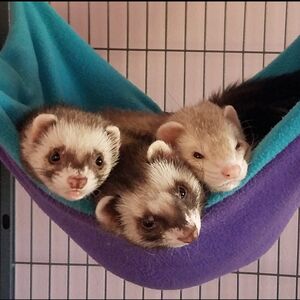 Gallery Photo 132