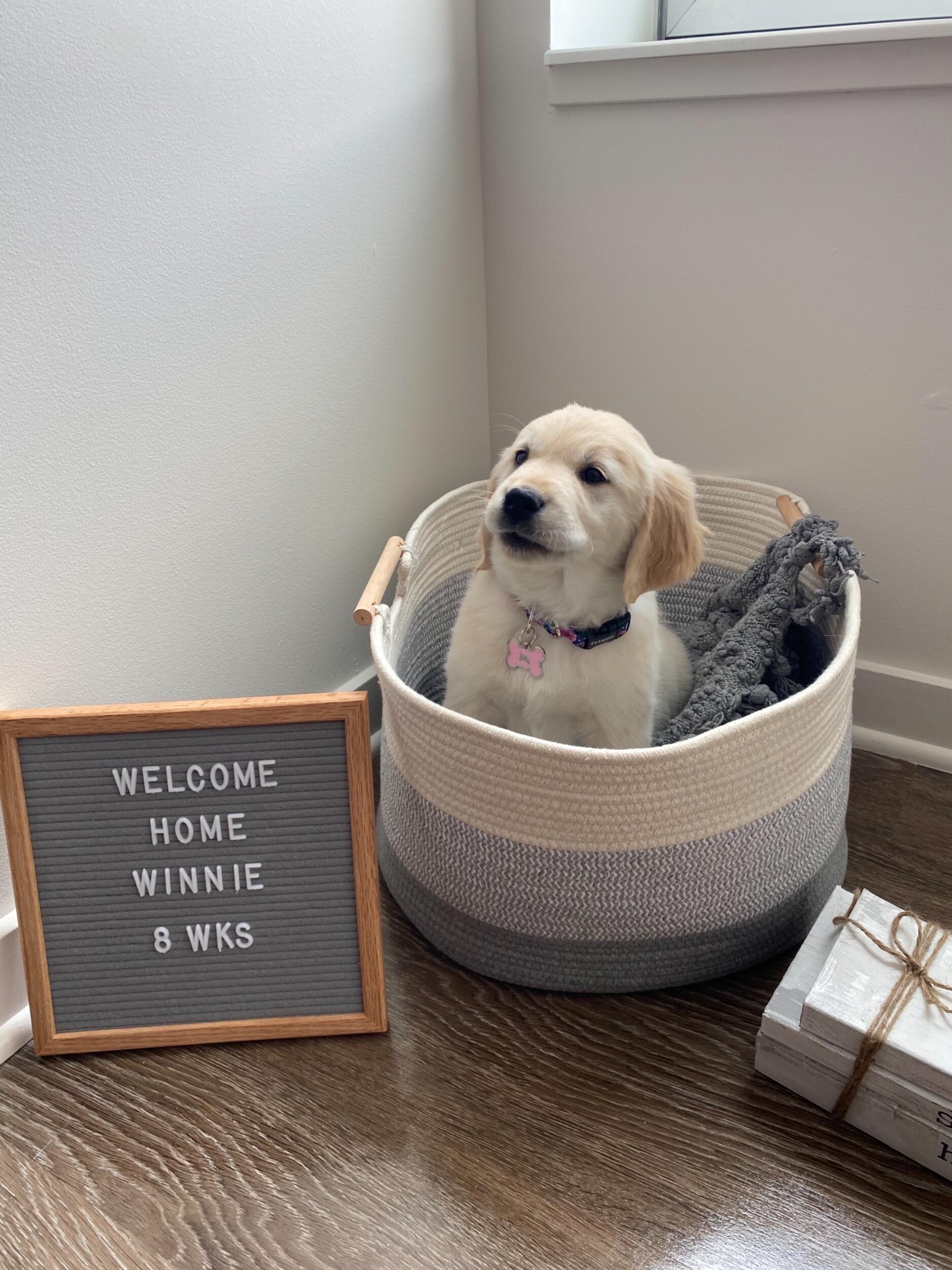 Hannah and James bring home Winnie, the best Golden Retriever puppy to ever live! 
