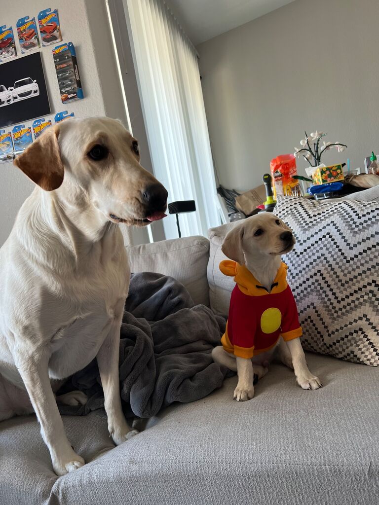 With SAMMY’s arrival  our family grew with another four paws 🐾 and so did our happiness ! ❤️