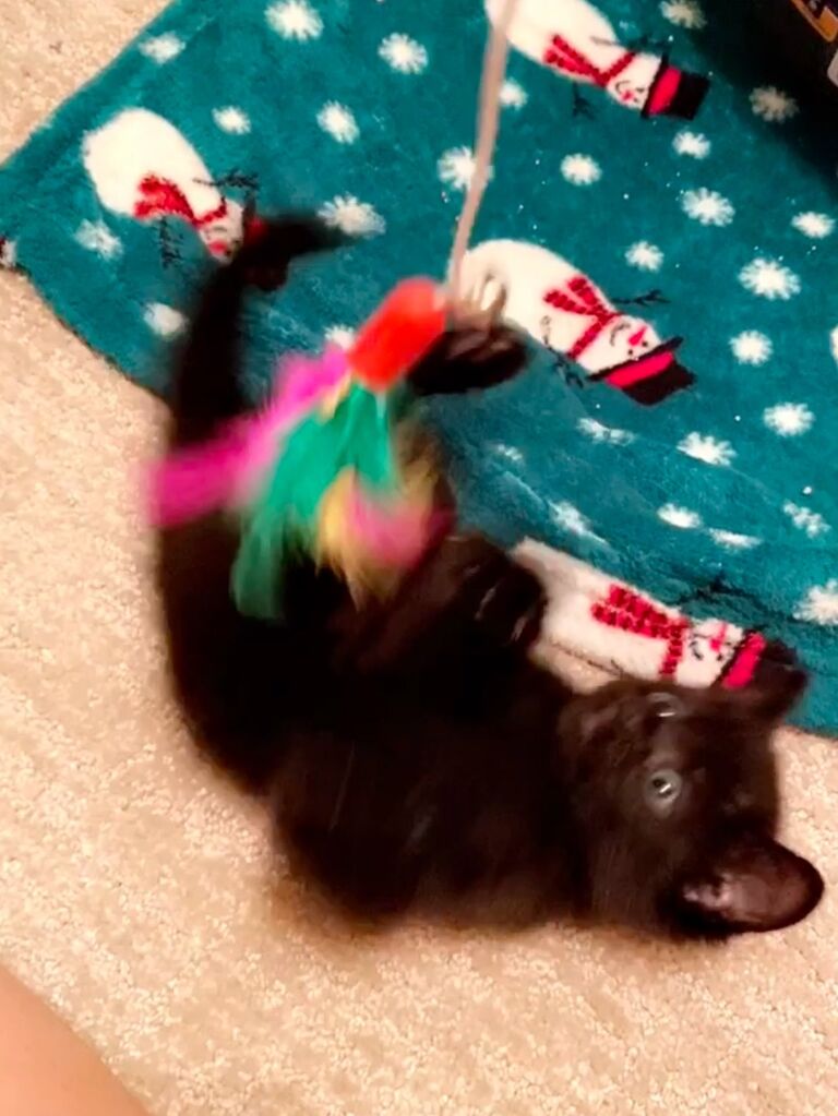 We welcomed our second kitty Bee!