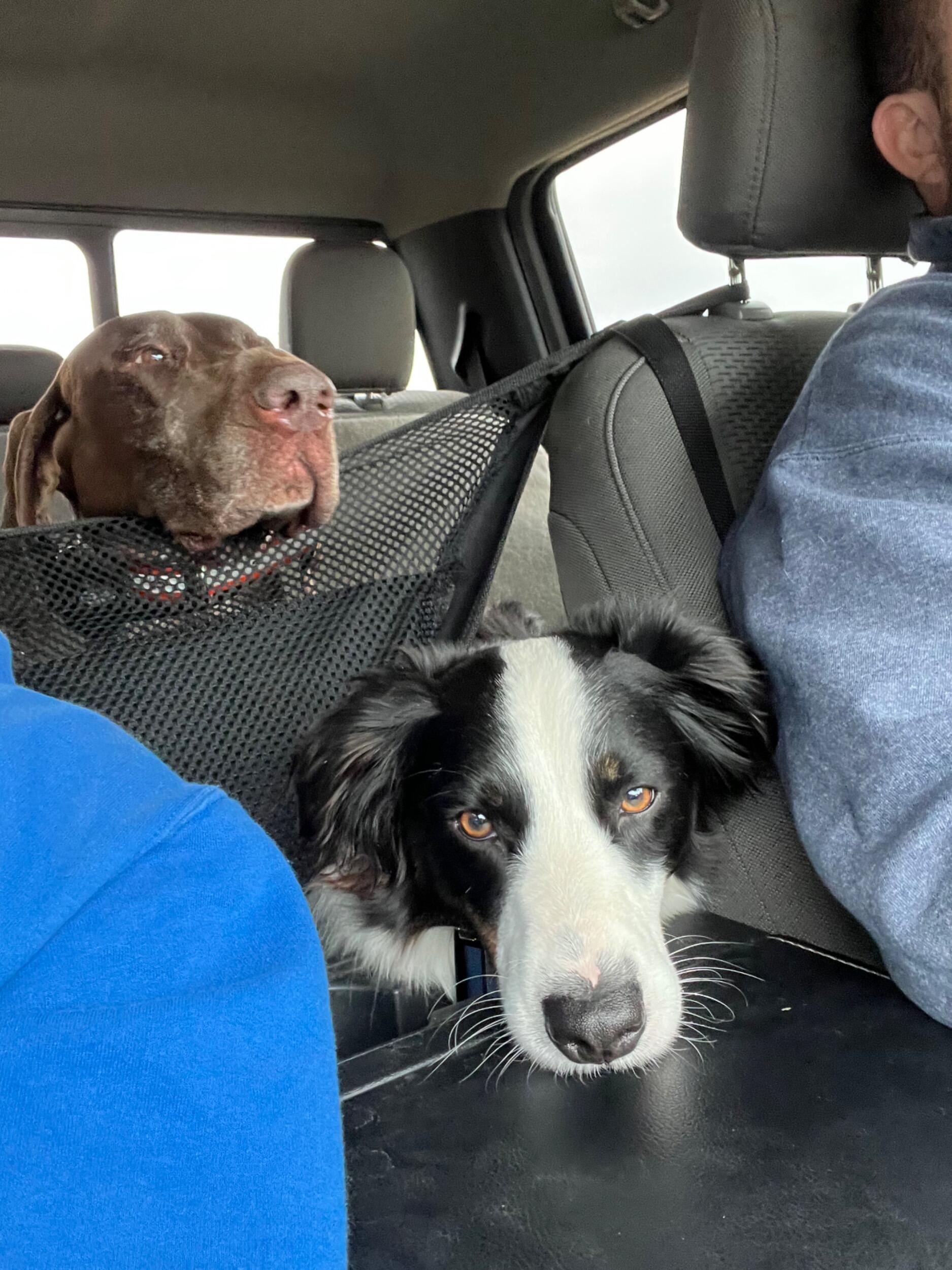 Even Fritz and Monty became inseparable