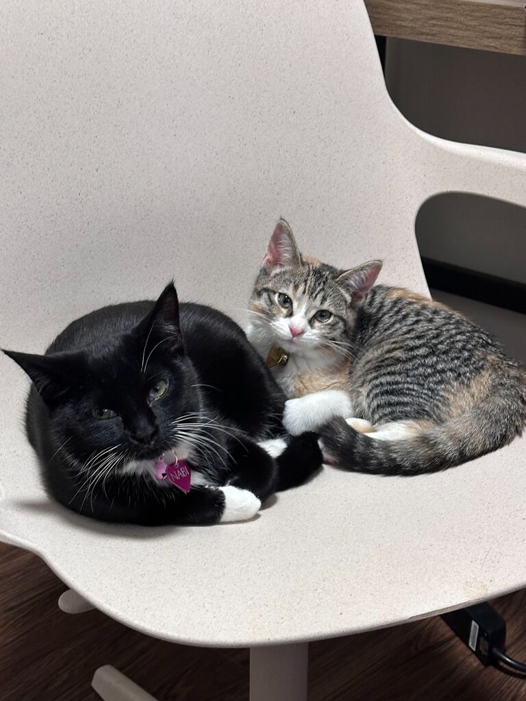 Our fur babies, Nabi (left) and Cherry (right)