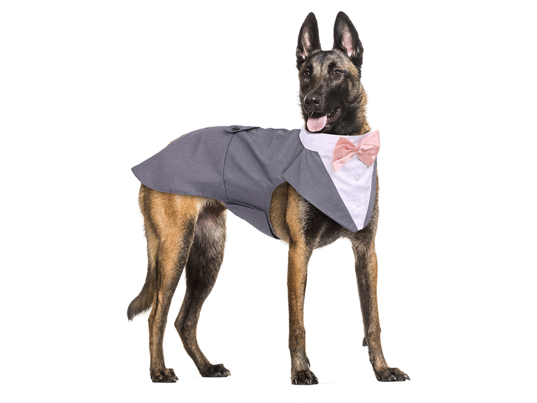 Dog best man clearance outfit