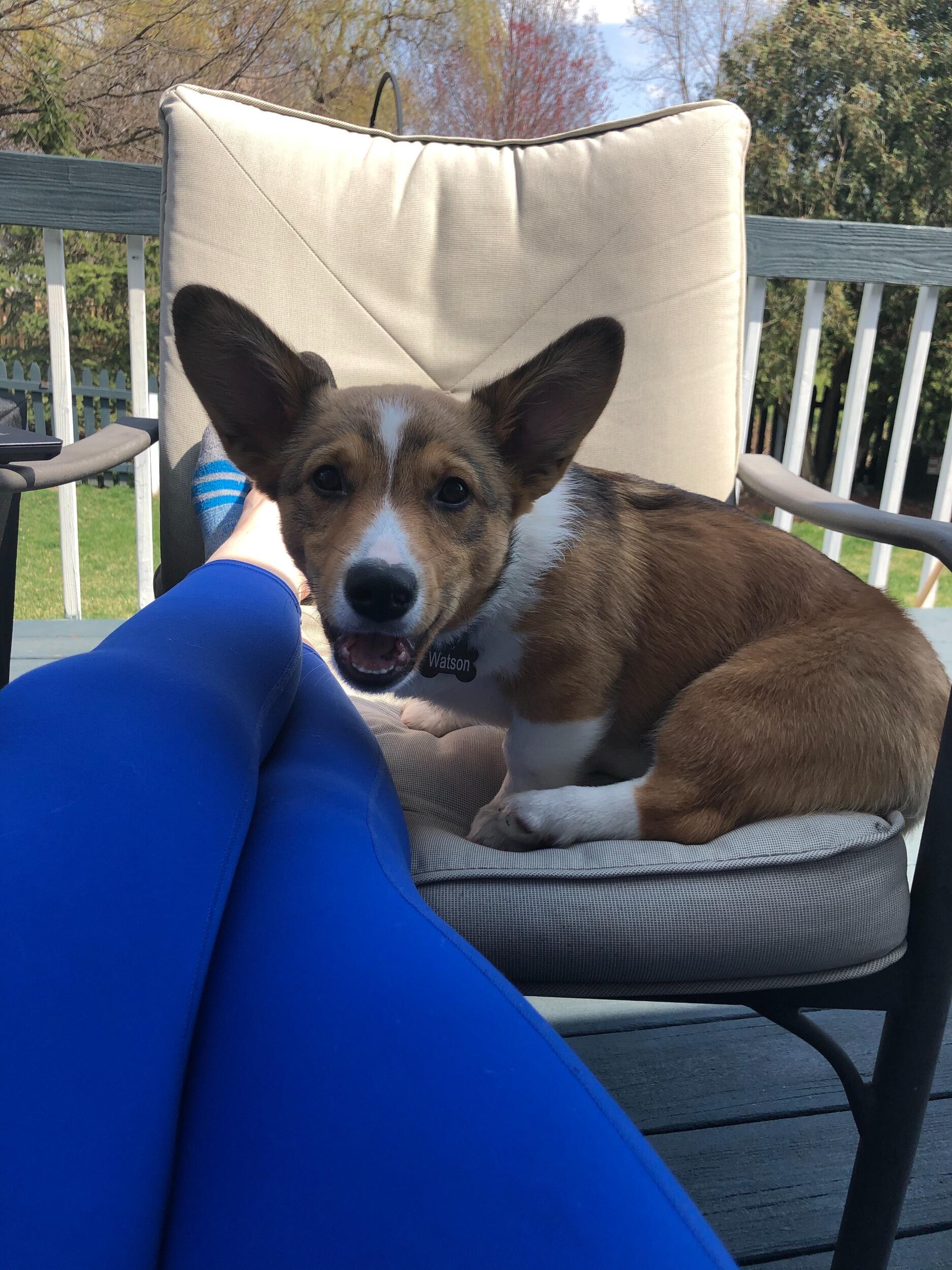 We brought home our second son, Watson, who is still pure chaos 