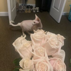 Gallery Photo 20