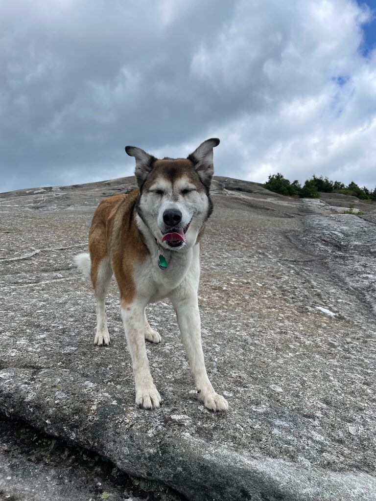 Sparrow approves of all our hikes! 