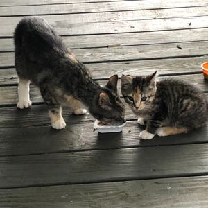 Gallery Photo 49