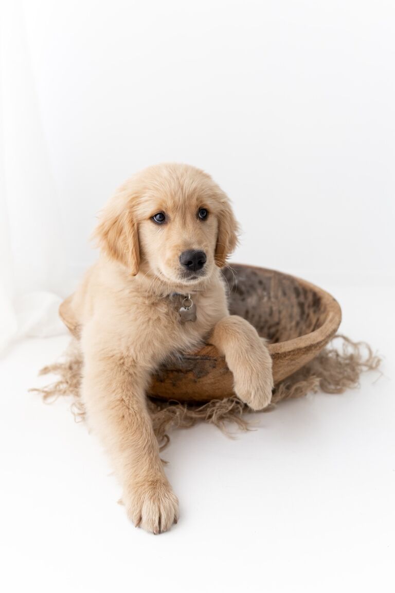 Yes our little matchmaker, mister Goose, was once tiny enough to fit in this little bowl, and not the giant loving maniac he is today.