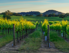 Vineyards of Sonoma Wine County