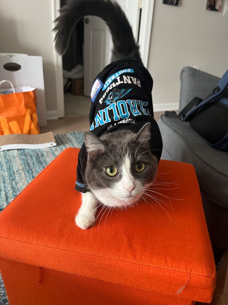JoeJoe celebrating a Carolina Panthers game.
