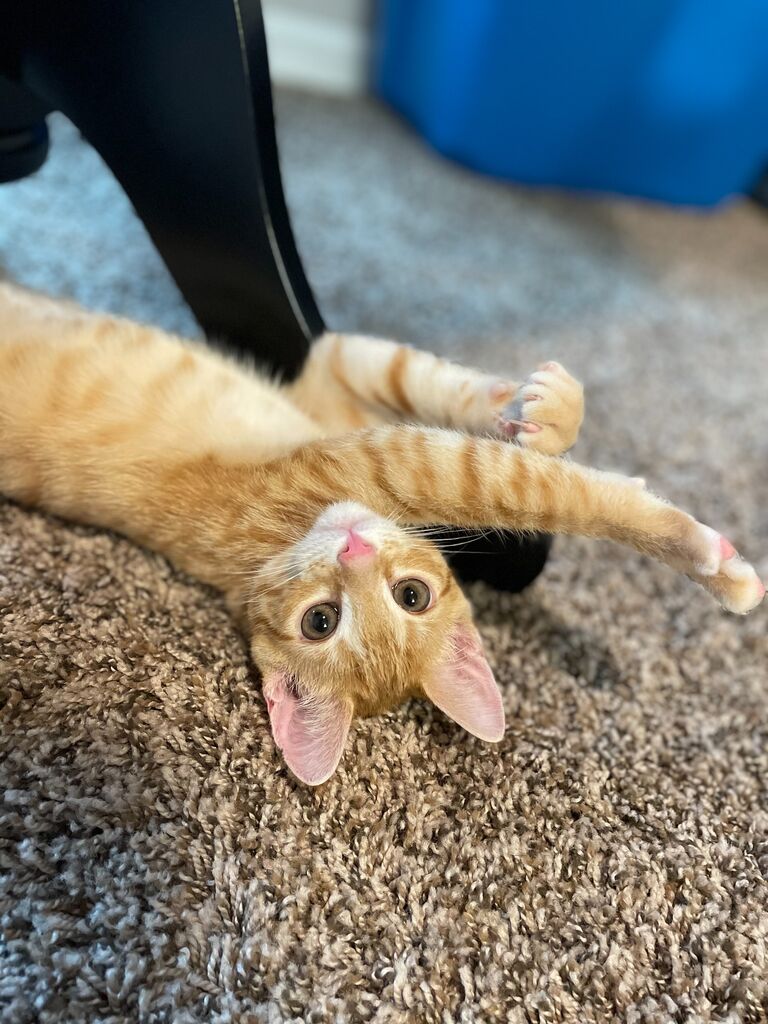 We moved to Jax into our first official apartment together, and 3 days in got our little man, Leo. Colin became a cat guy!!