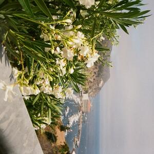 Gallery Photo 176