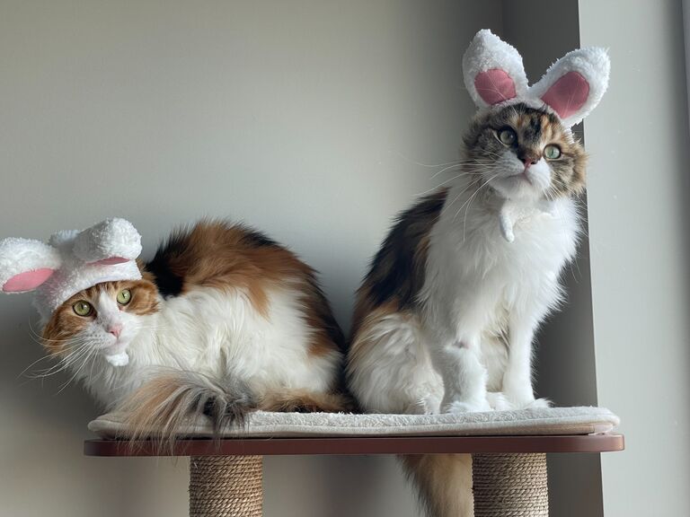 Ash and Syl turned into bunnies