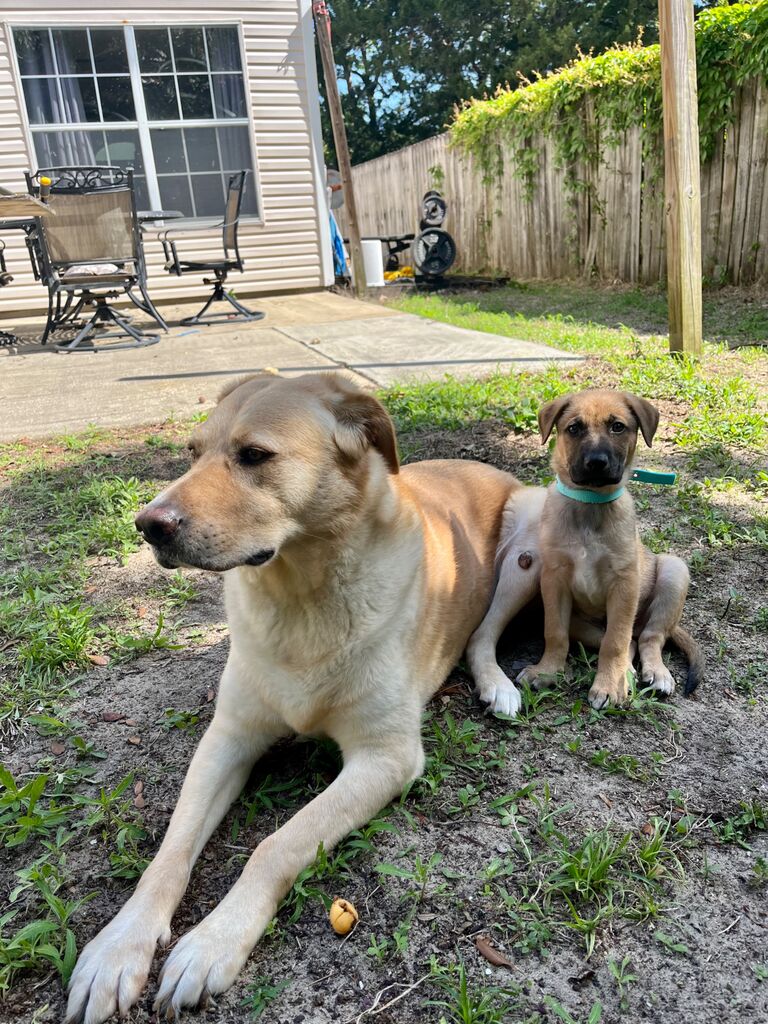Brewer joined the family