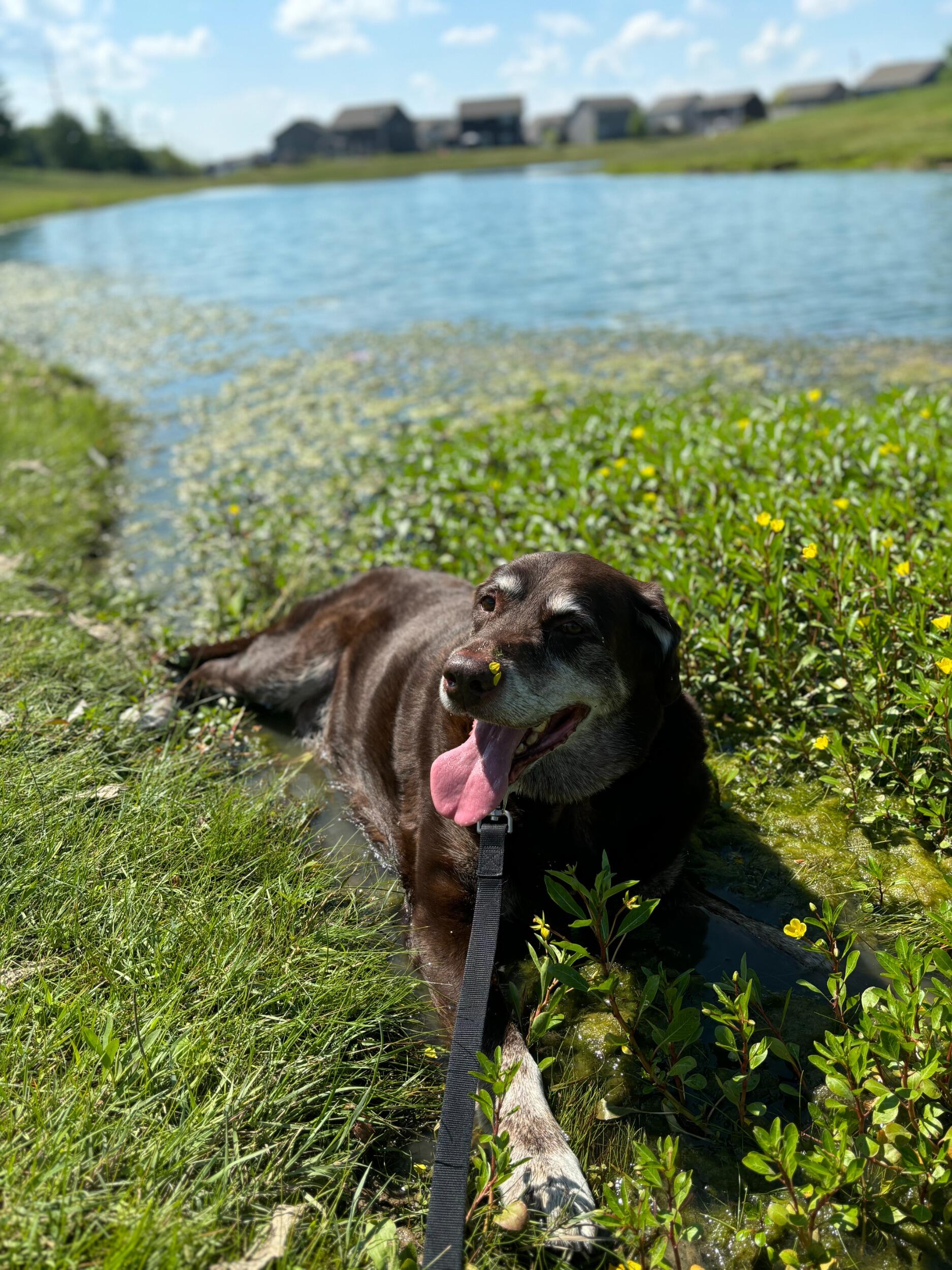 The most memorable walk for our sweet Duke boy was in the summer of 2024!
