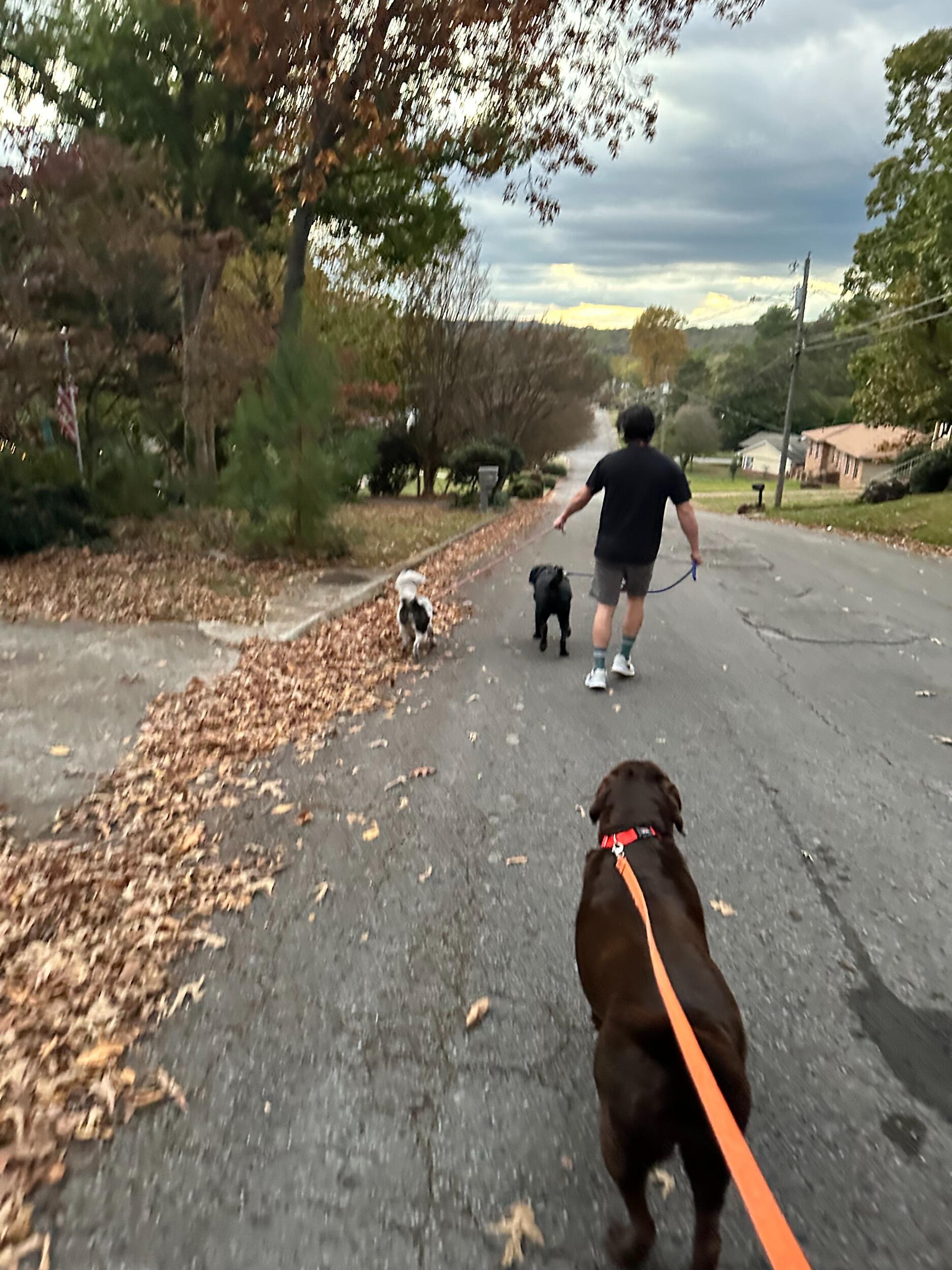 Fall walks
