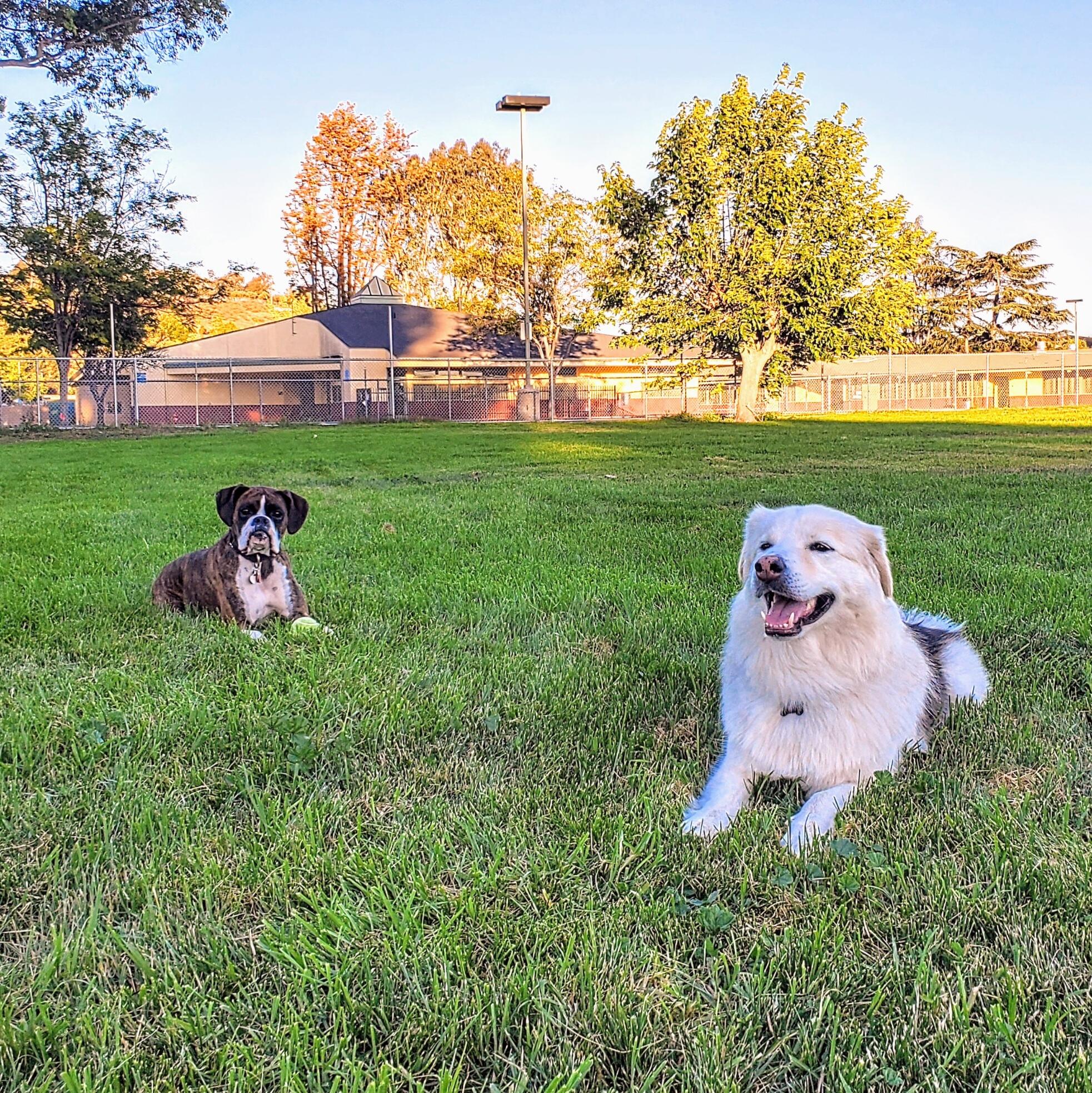 Fast forward to a little more than a year later — we re-met at the dog park (not recognizing each other). Who knew the dogs would bring us back together to give love another chance. 