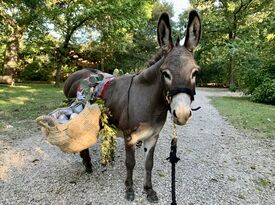 Llamazing Party Animals - Petting Zoo - Palmer, TX - Hero Gallery 2