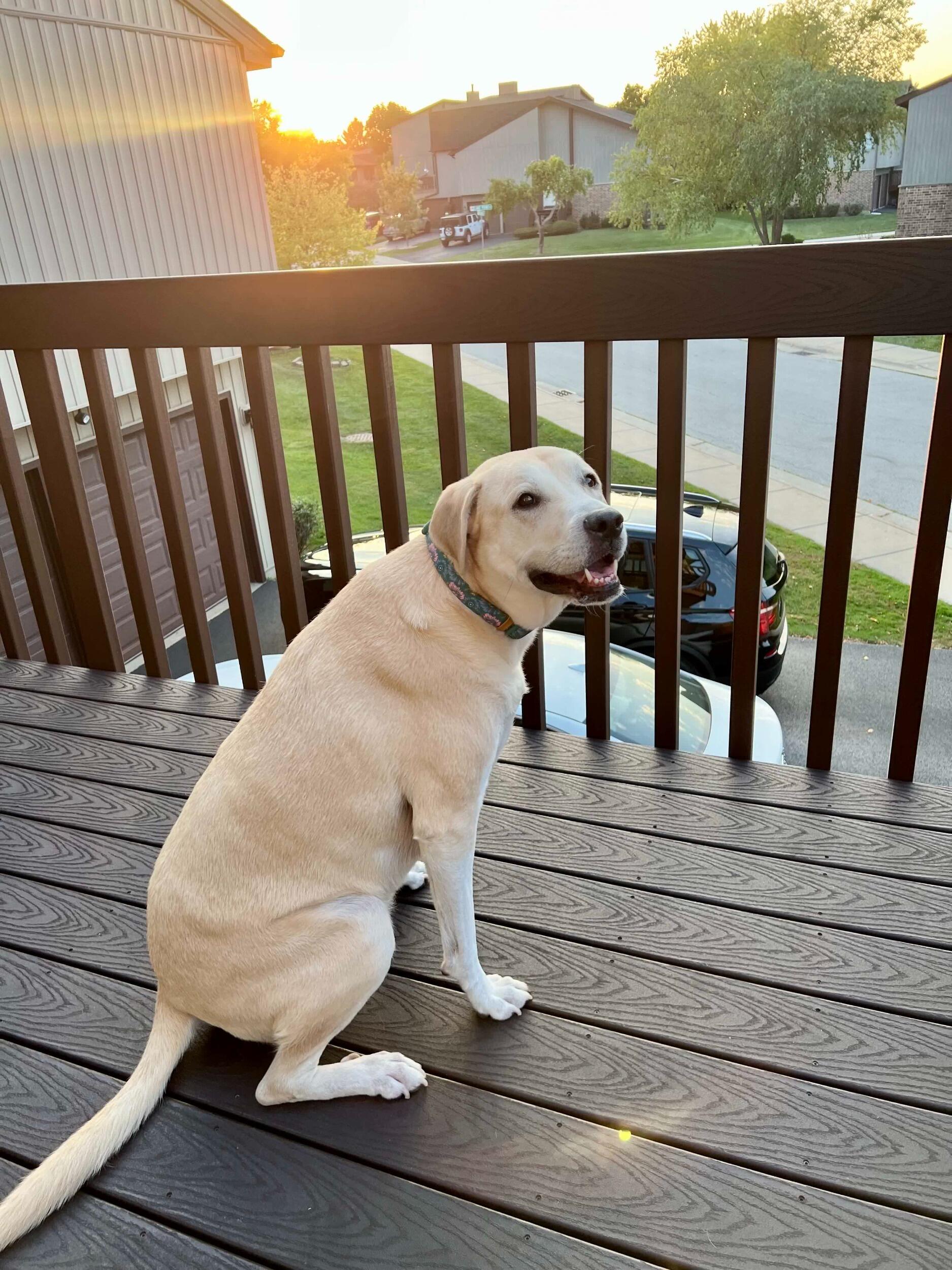 Our pride and joy, Willow!