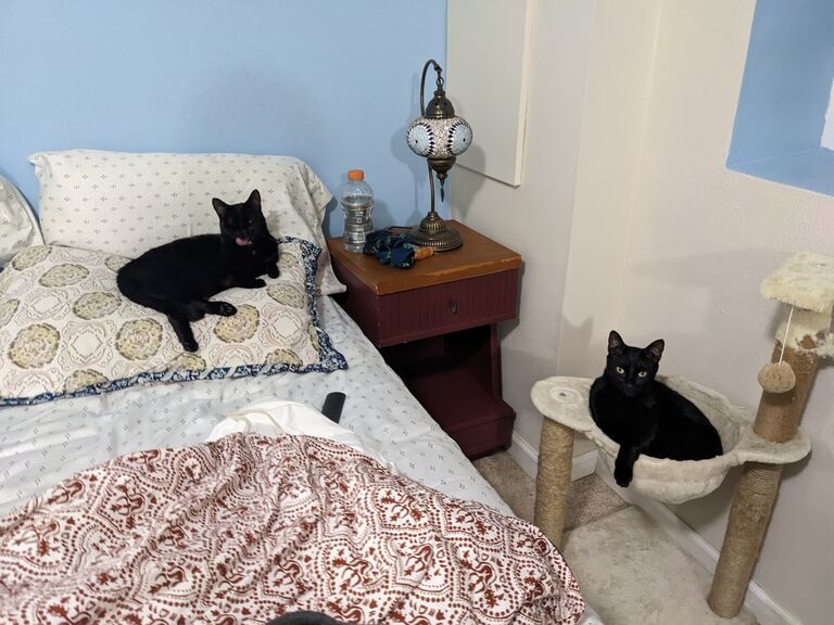 Jasper moved to Denver :(
Here are the kitties setting into their new home!
