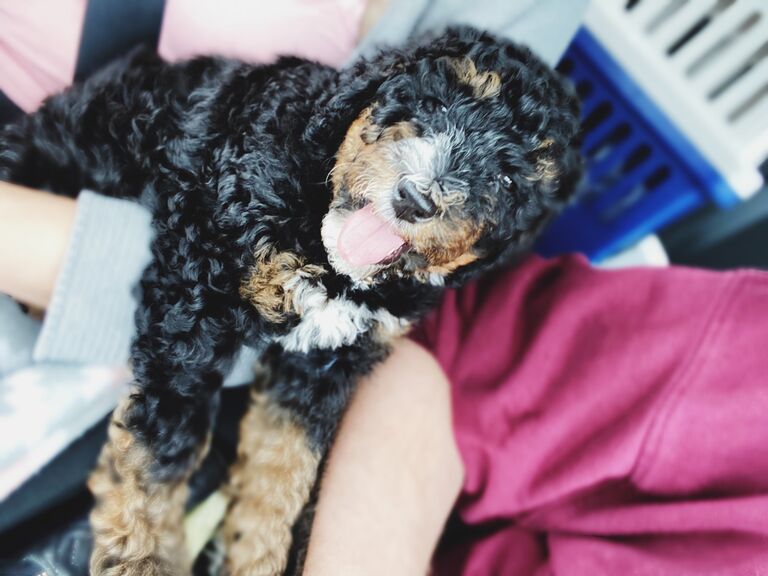 Saylor's gotcha day! We drove to New Prague, MN to pick up the first addition to the family!